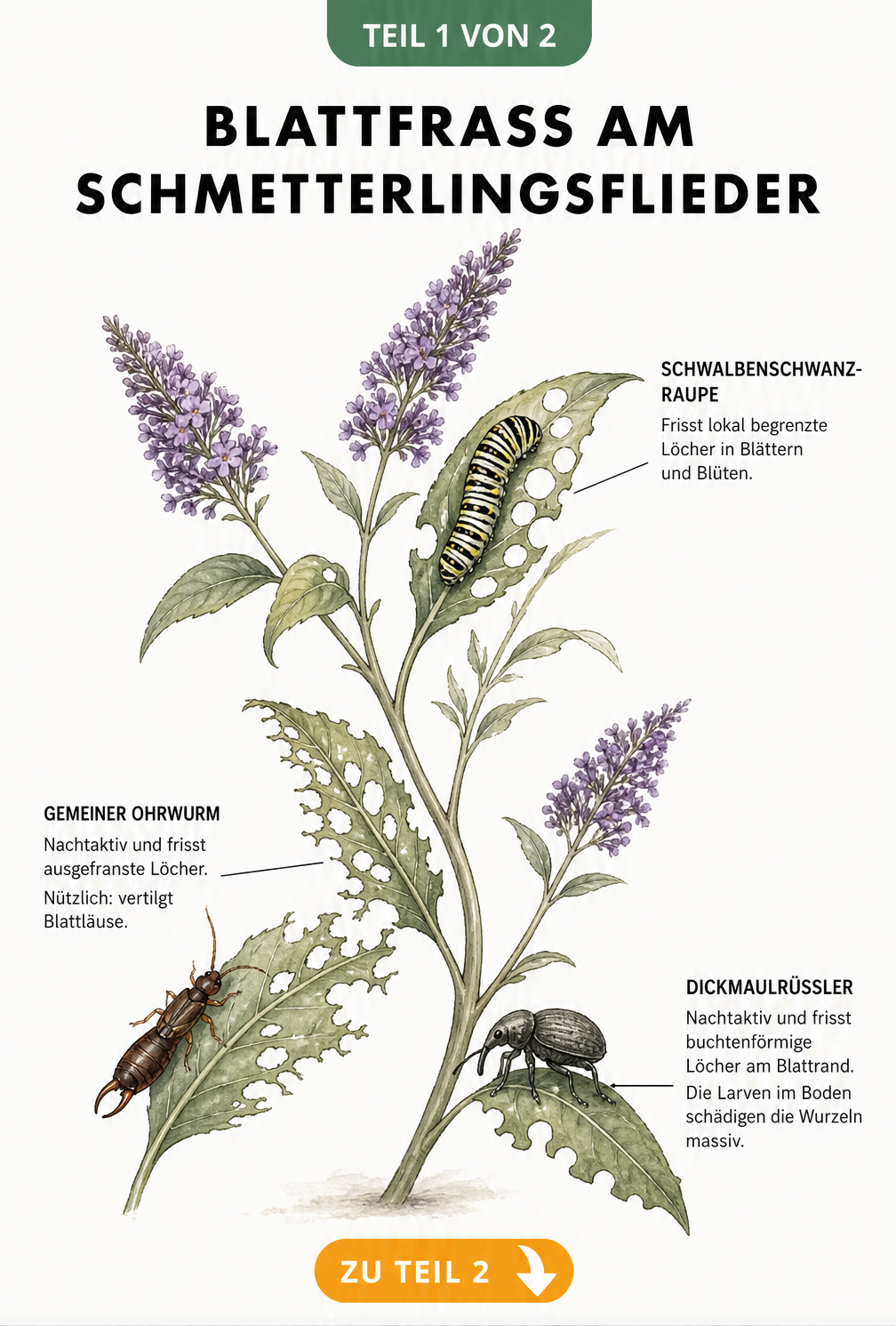 Illustration eines Schmetterlingsflieder-Zweigs mit Fraßspuren von Schwalbenschwanz-Raupe, Ohrwurm und Dickmaulrüssler