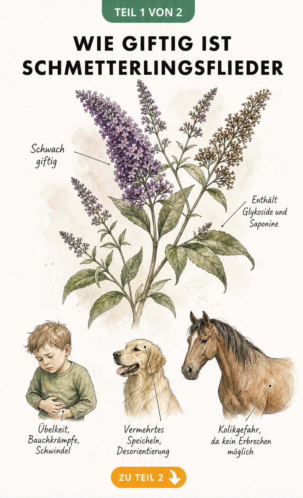 Botanische Illustration des Schmetterlingsflieders mit Hinweisen zur Giftigkeit für Kinder, Hunde und Pferde