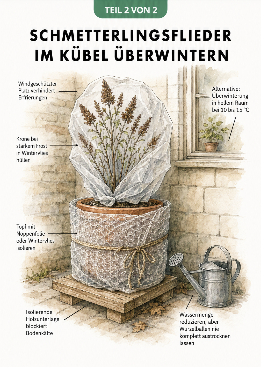 Zeichnung eines Schmetterlingsflieders im Kübel mit Winterschutz aus Vlies, Noppenfolie und Holzunterlage