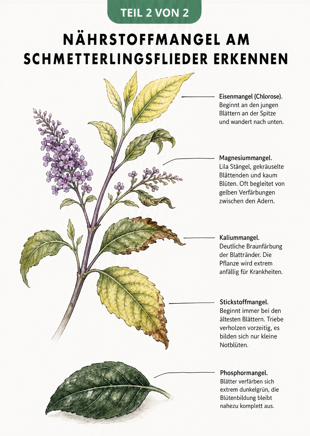 Botanische Zeichnung eines Schmetterlingsflieder-Triebes mit Symptomen für Nährstoffmangel wie gelbe Blätter und lila Stängel