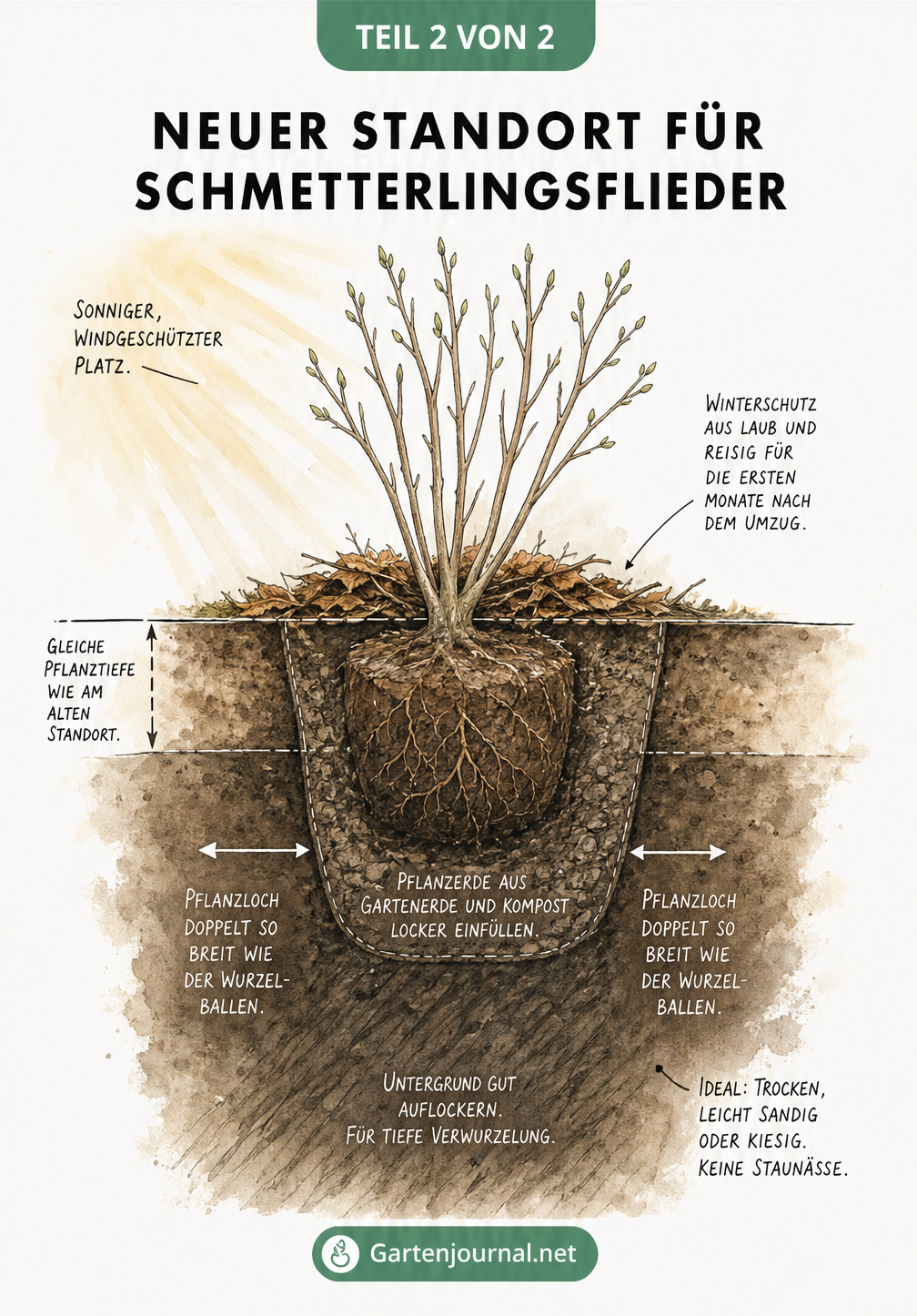 Querschnitt eines Pflanzlochs für den Schmetterlingsflieder mit Maßpfeilen für Tiefe und Breite sowie Hinweisen zu Bodenbeschaffenheit und Winterschutz.