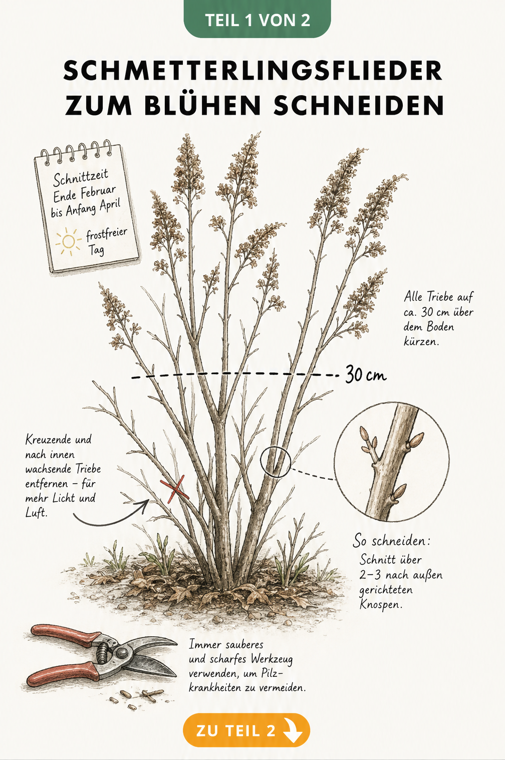 Botanische Illustration eines Schmetterlingsflieders mit Schnittlinie bei 30 cm und Gartenschere