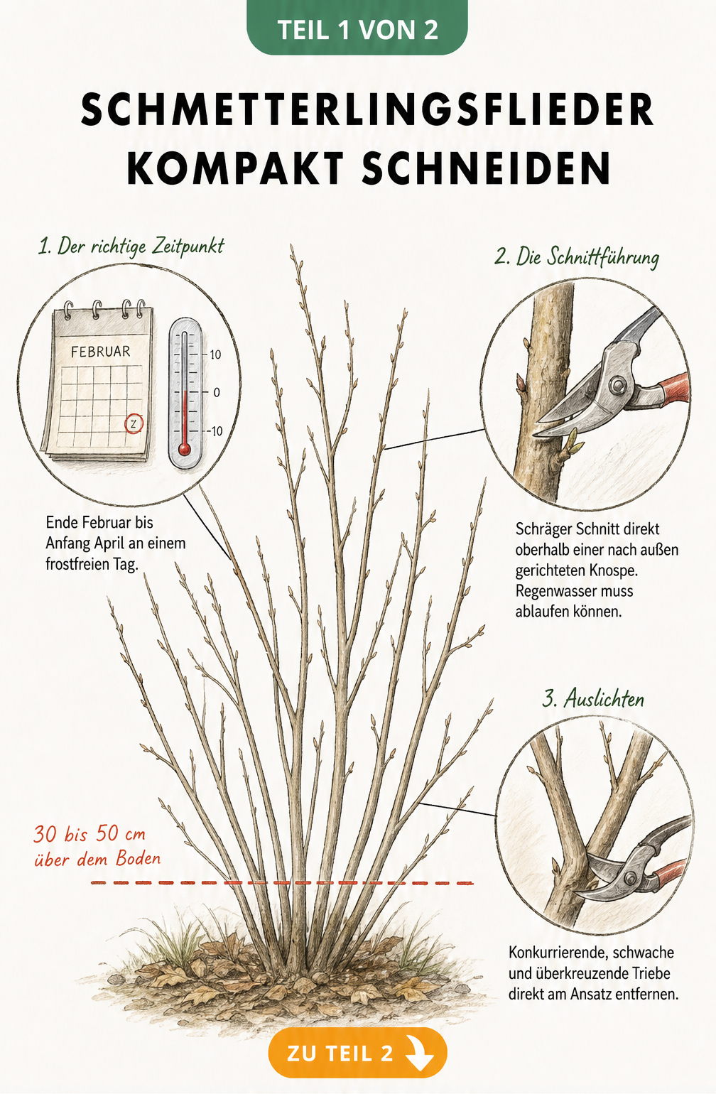 Botanische Illustration eines Schmetterlingsflieders mit Schnittlinien für den Rückschnitt im Frühjahr