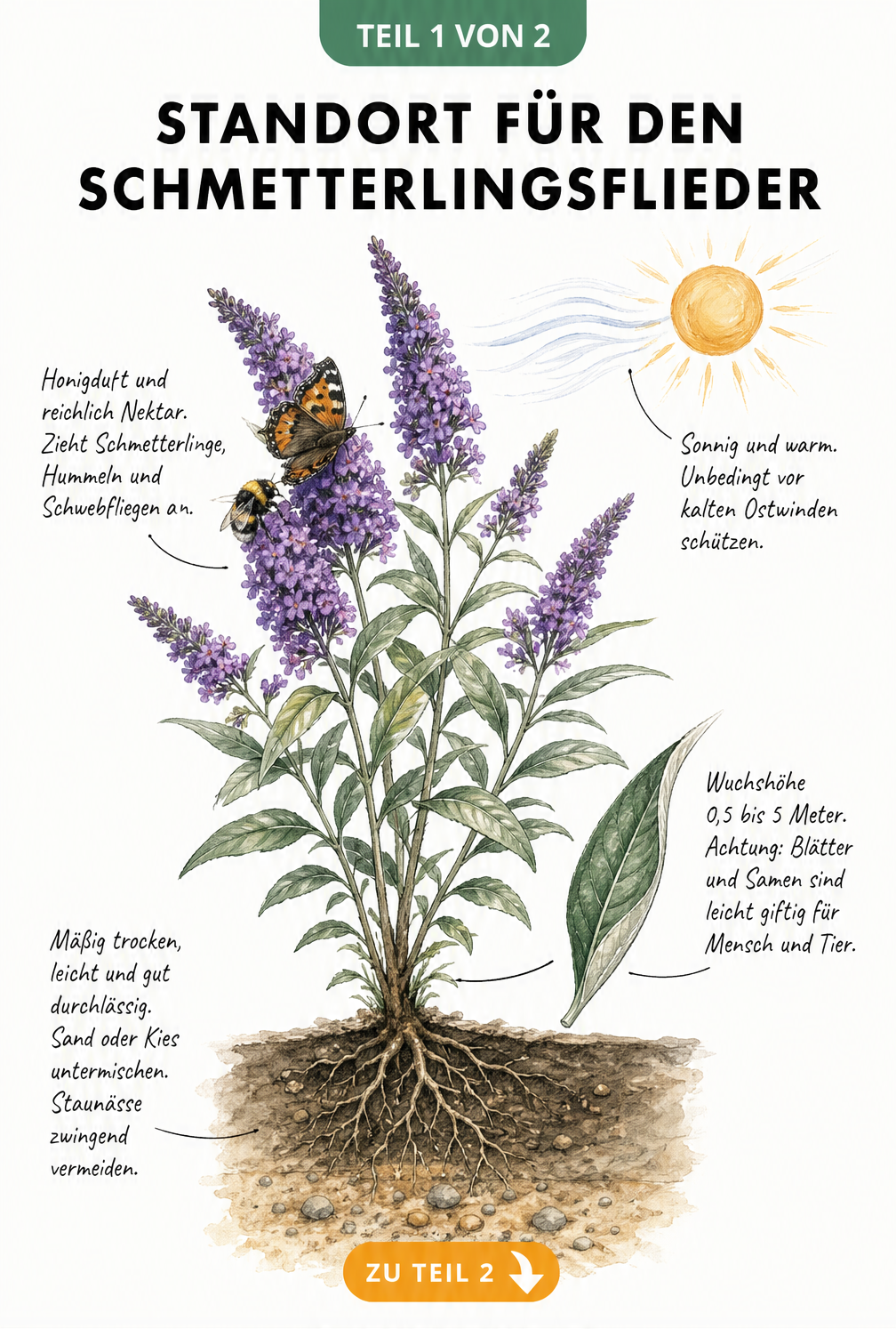 Botanische Illustration eines Schmetterlingsflieders mit Wurzelbereich, Blüten und Blättern sowie Hinweisen zu Standort und Boden