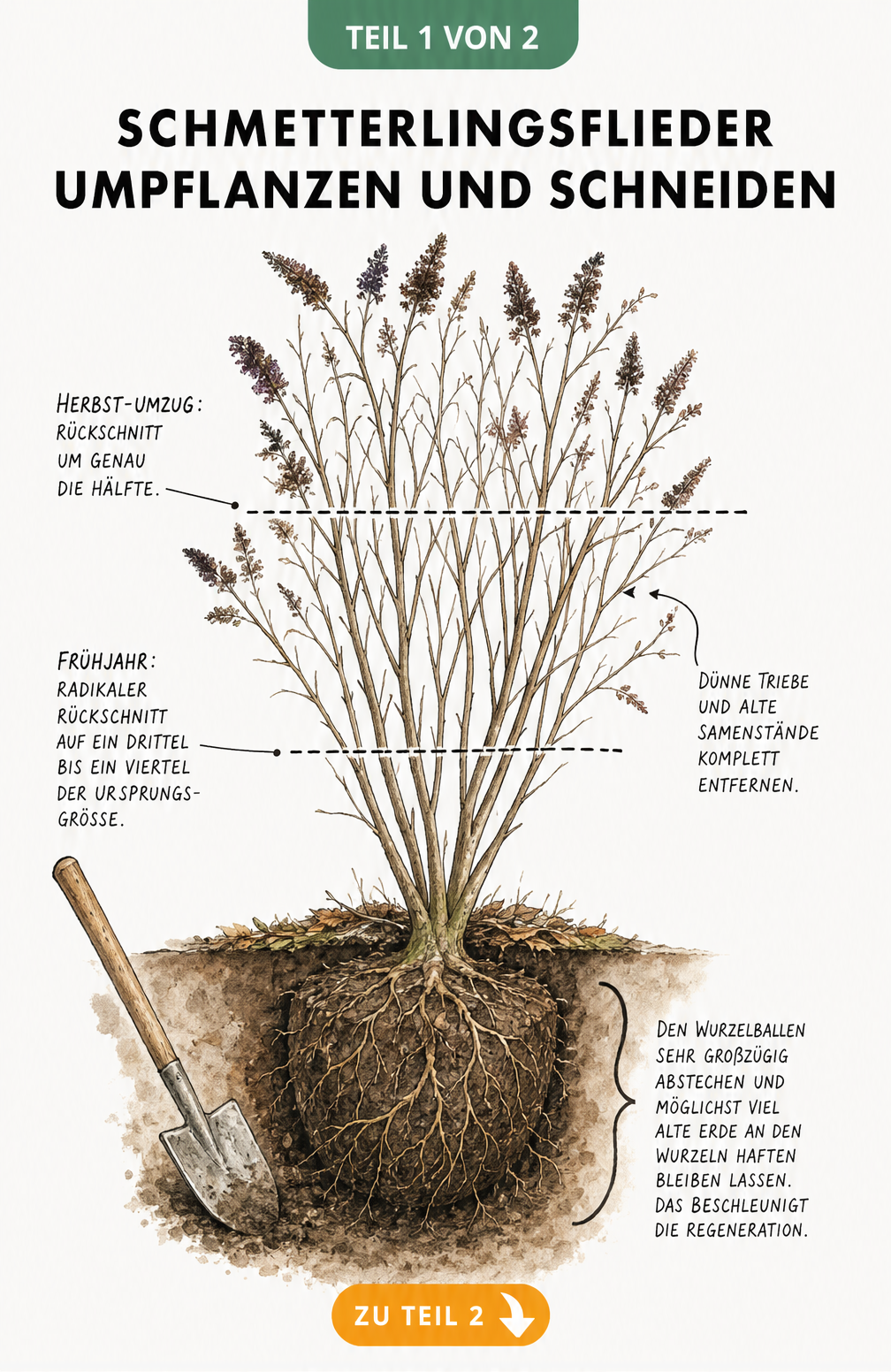Botanische Illustration eines Schmetterlingsflieders mit Schnittlinien für den Rückschnitt im Herbst und Frühjahr sowie einem Spaten am Wurzelballen.