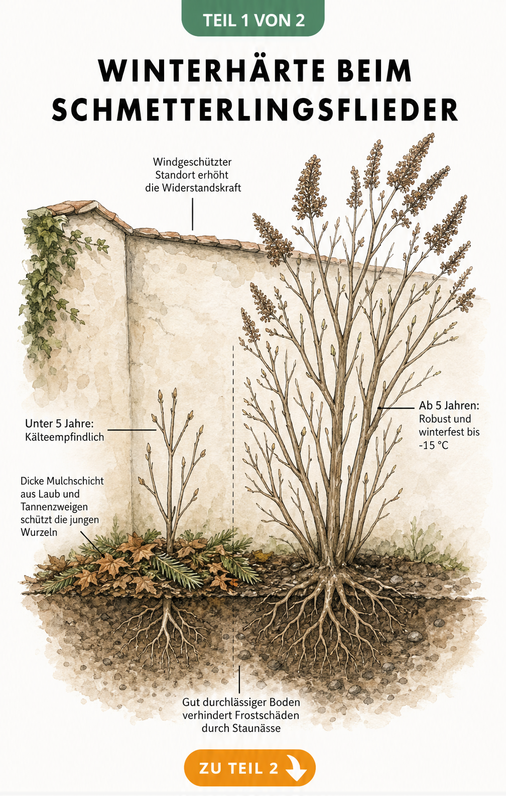 Illustration eines jungen und eines alten Schmetterlingsflieders im Gartenbeet mit Winterschutz-Maßnahmen
