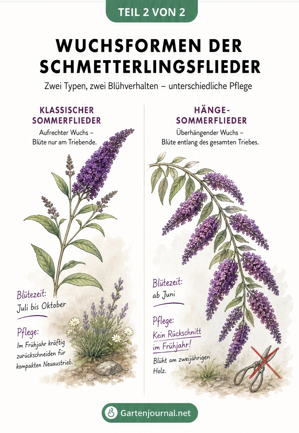 Botanische Illustration, die den aufrechten Wuchs des klassischen Sommerflieders dem bogenförmigen Wuchs des Hänge-Sommerflieders gegenüberstellt