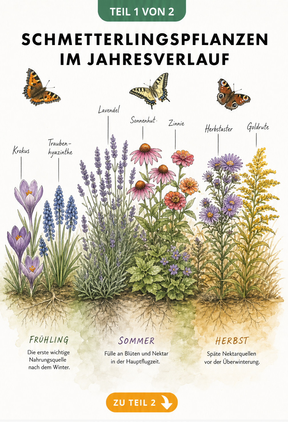 Botanische Illustration eines Gartenbeets mit Schmetterlingspflanzen im Jahresverlauf von Frühling bis Herbst