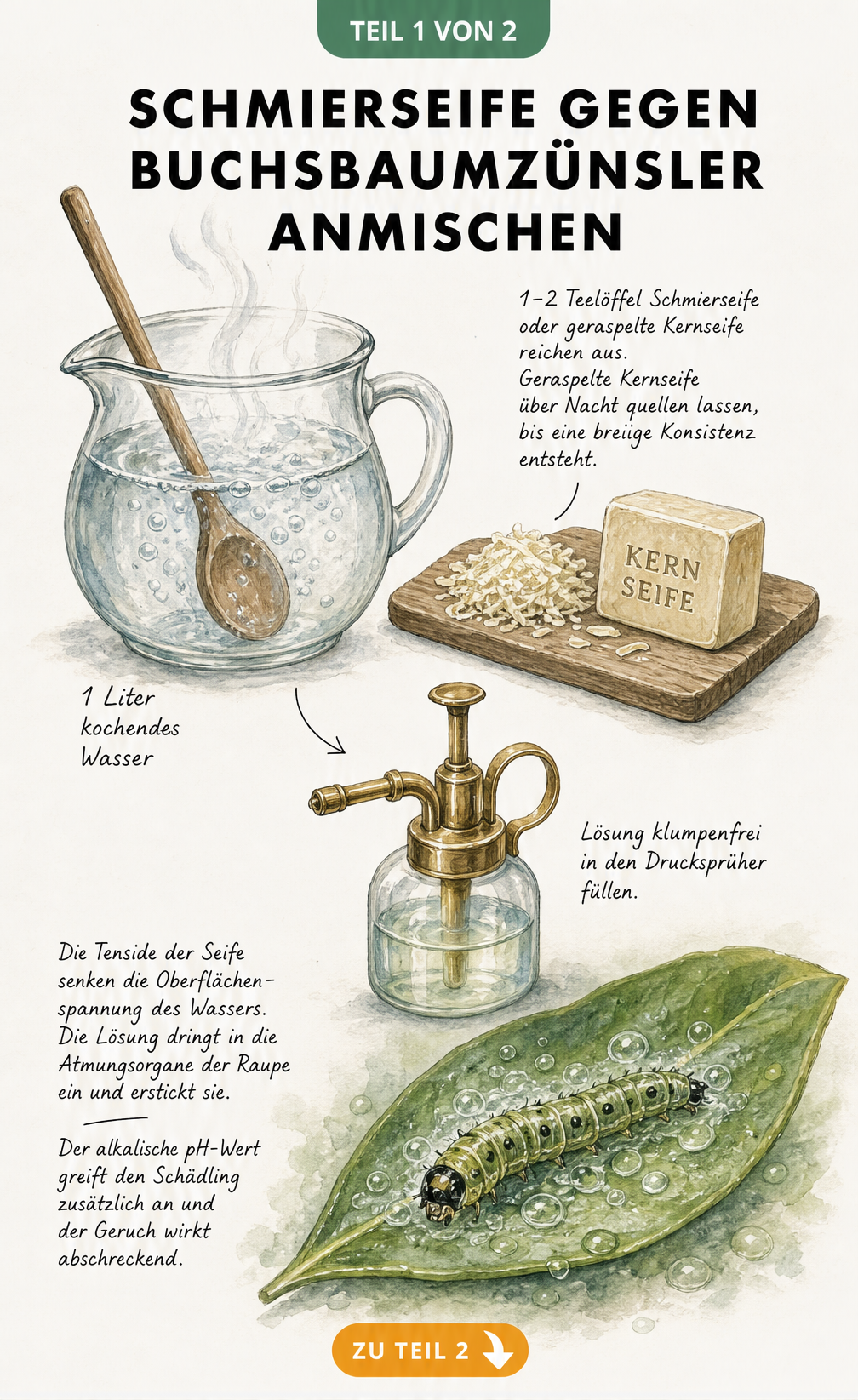Botanische Skizze: Schmierseife und kochendes Wasser im Glasgefäß anmischen, mit Detailansicht einer Buchsbaumzünsler-Raupe auf einem Blatt, die von...