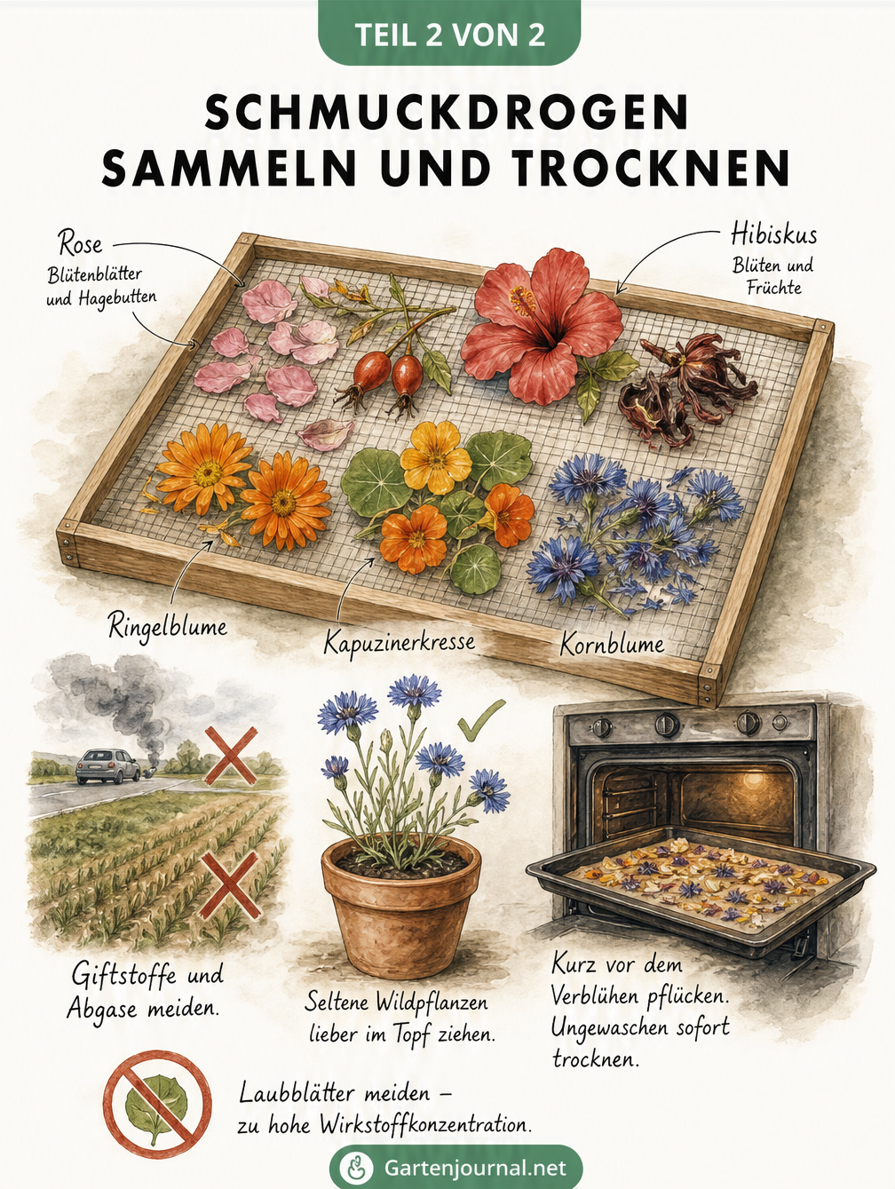Botanische Skizze zum Sammeln und Trocknen von Schmuckdrogen wie Rose, Hibiskus und Ringelblume