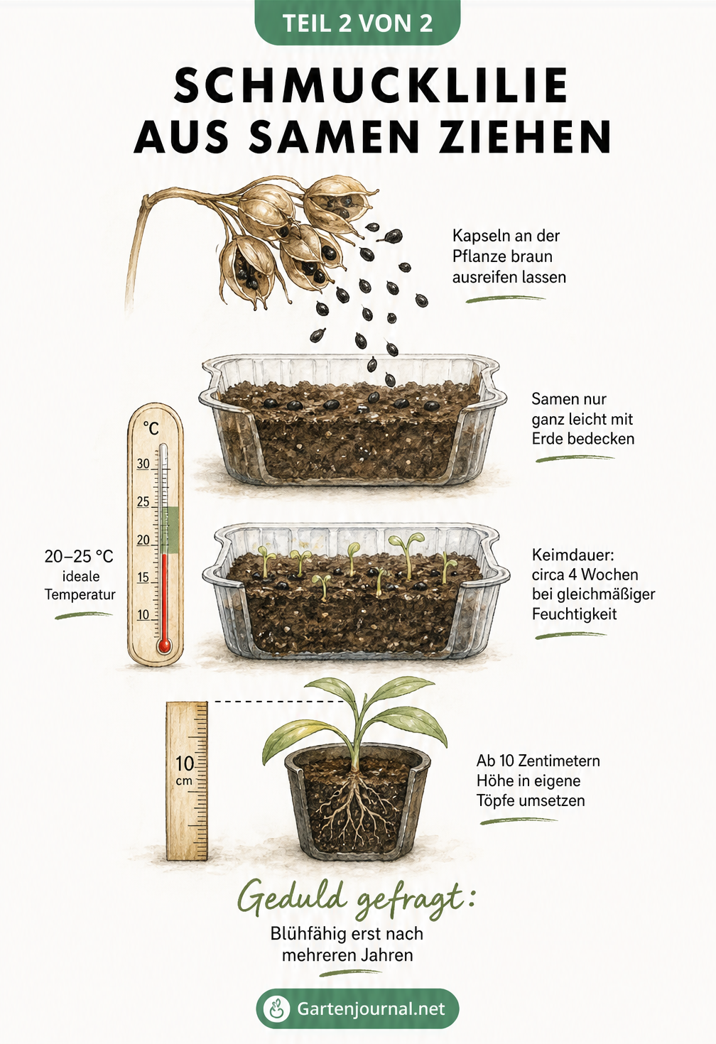 Illustration des Wachstumsprozesses einer Schmucklilie aus Samen, von der braunen Blütenkapsel über die Anzuchtschale bis zum pikierten Pflänzchen.