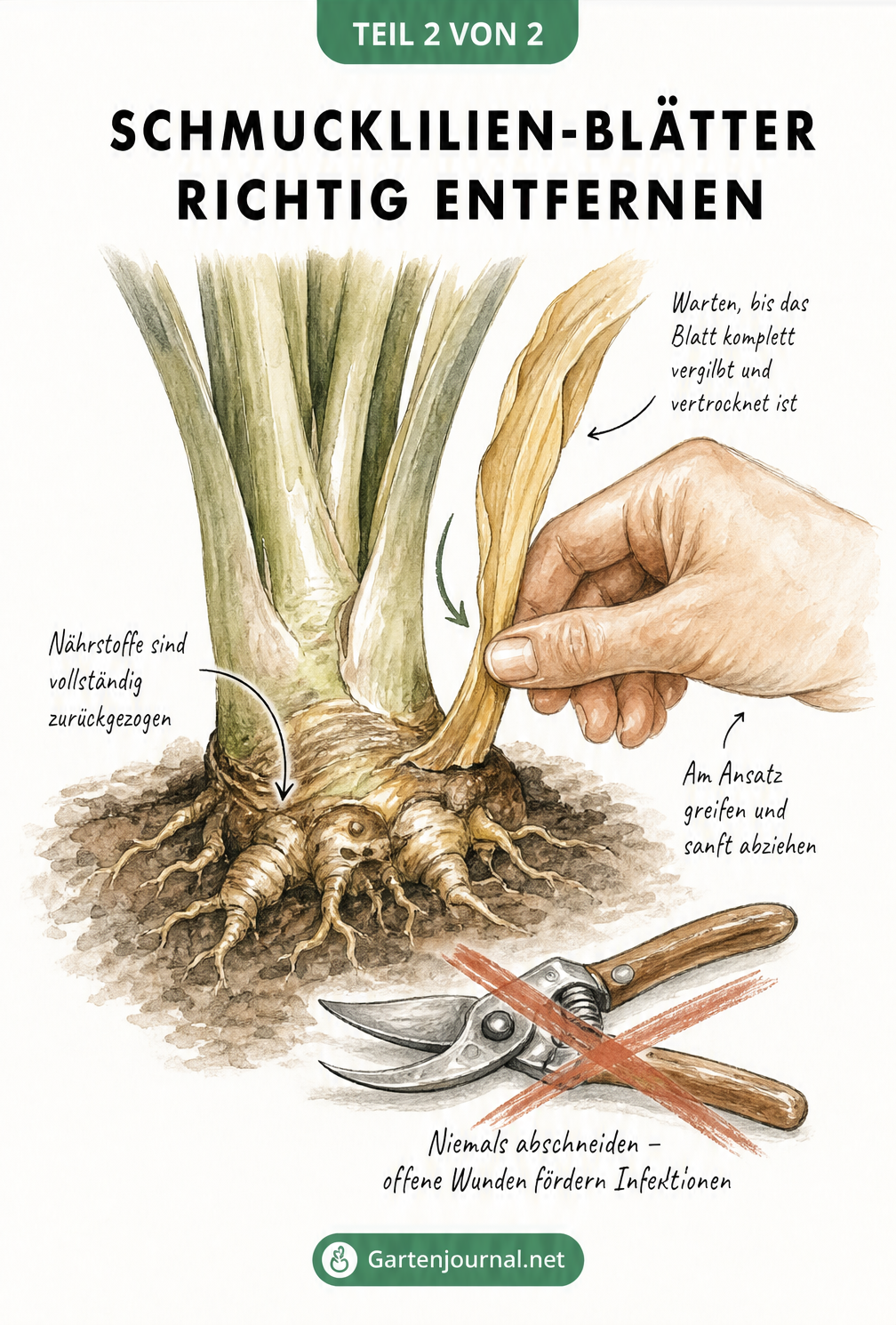 Illustration einer Hand, die ein vergilbtes Blatt einer sommergrünen Schmucklilie am Ansatz abzieht