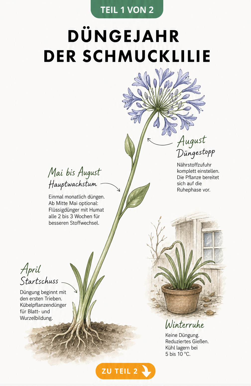 Zeitstrahl in Form eines Schmucklilien-Stängels, der die Düngephasen von April bis zur Winterruhe zeigt.
