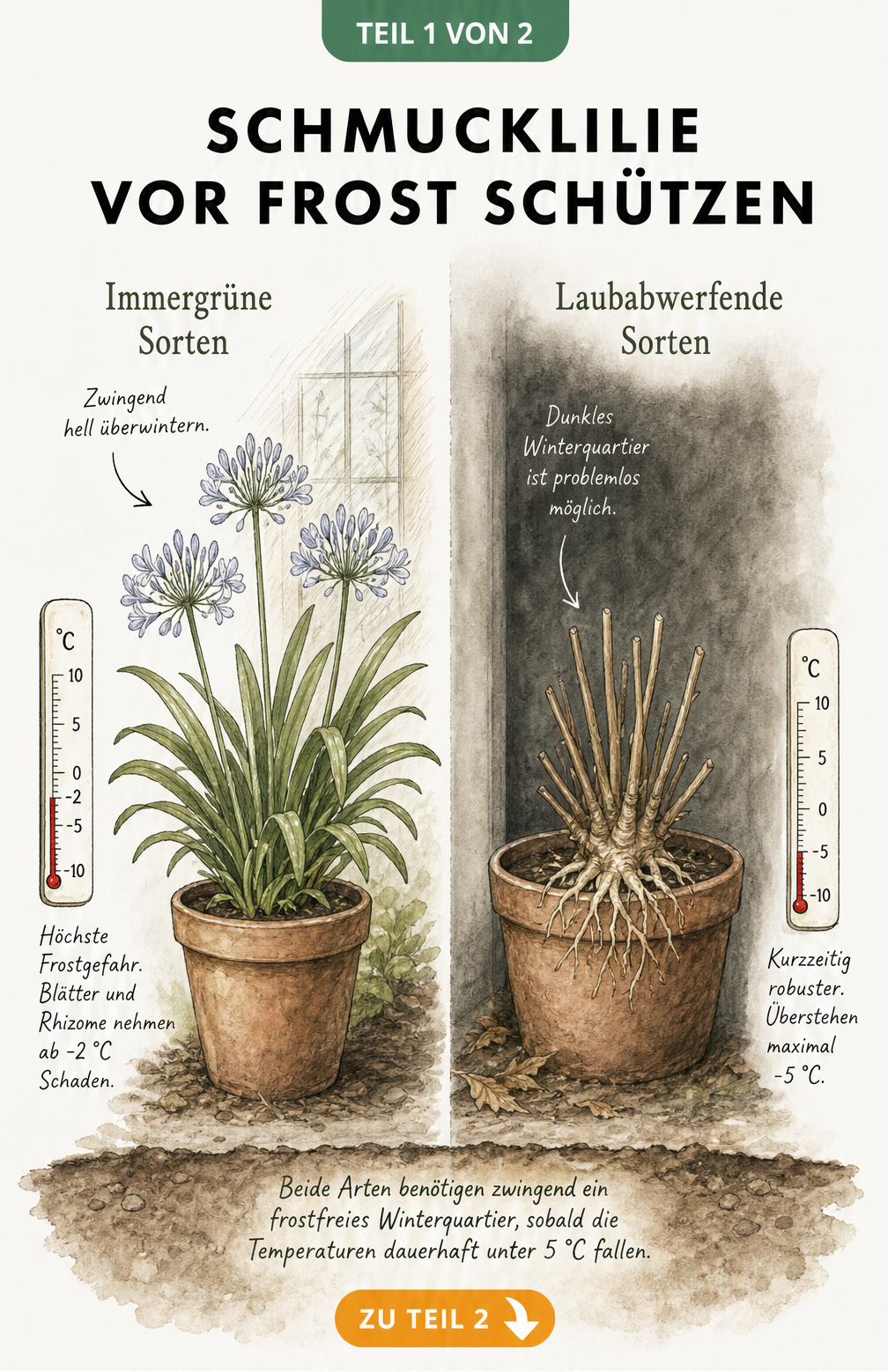 Botanische Illustration der Schmucklilie: Vergleich von immergrünen und laubabwerfenden Sorten mit Frosttoleranz-Thermometern