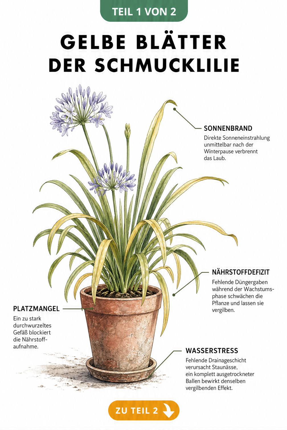 Botanische Illustration einer Schmucklilie im Kübel mit gelben Blättern und Erklärungen zu Sonnenbrand, Nährstoffmangel, Platzmangel und Wasserstress