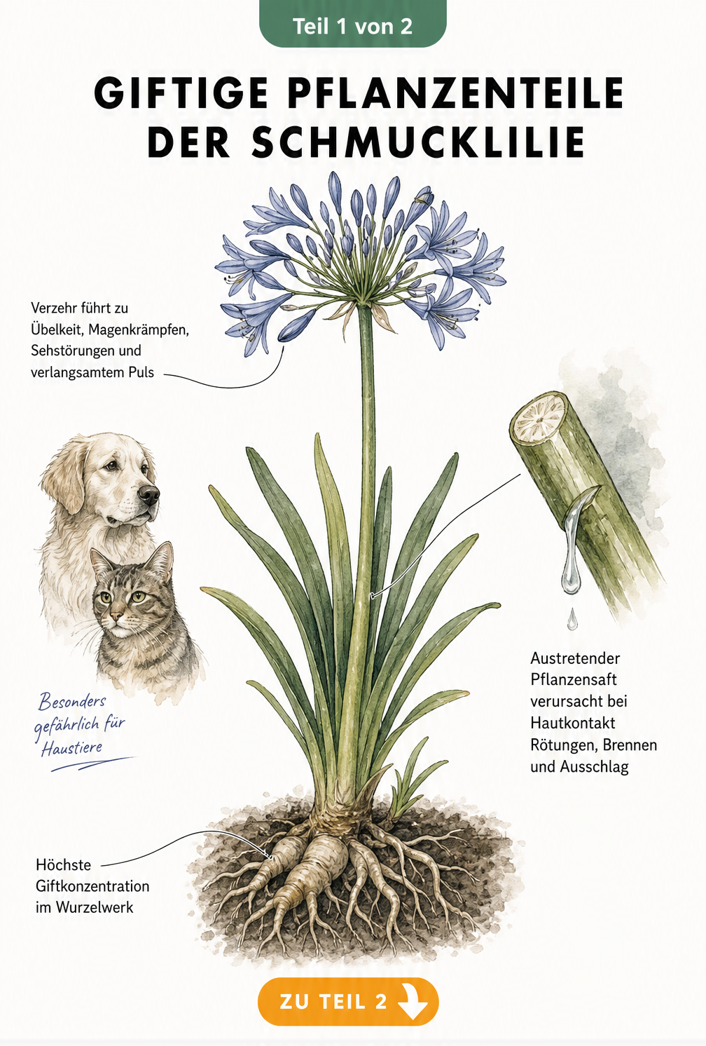 Botanische Illustration einer Schmucklilie, die giftige Pflanzenteile wie Wurzeln, Blätter und Blüten sowie Gefahren für Mensch und Tier zeigt.