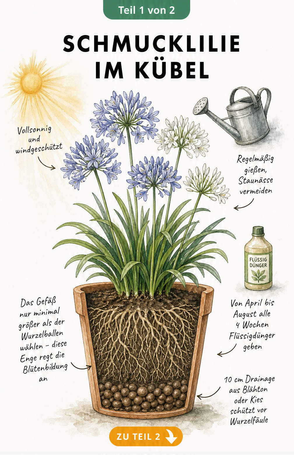 Illustration einer Schmucklilie im Terrakotta-Topf mit Querschnitt, der Drainageschicht und Wurzelballen zeigt.