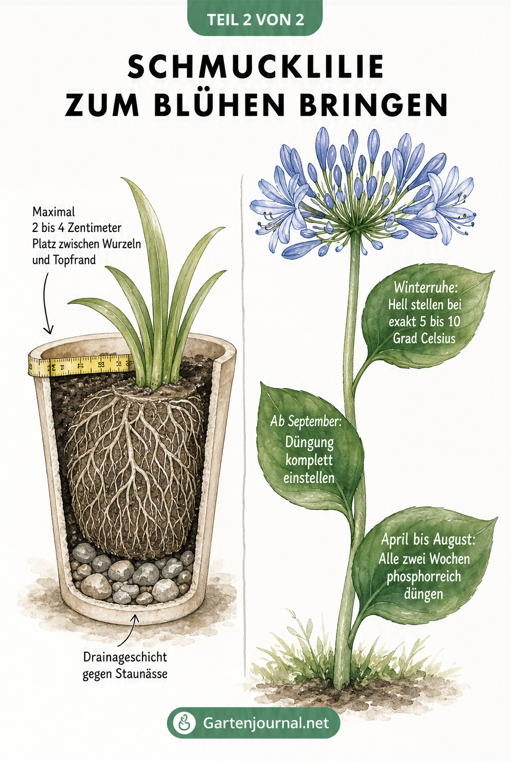 Illustration des idealen Pflanzaufbaus einer Schmucklilie im engen Kübel mit Drainageschicht und Pflegekalender für eine reiche Blüte