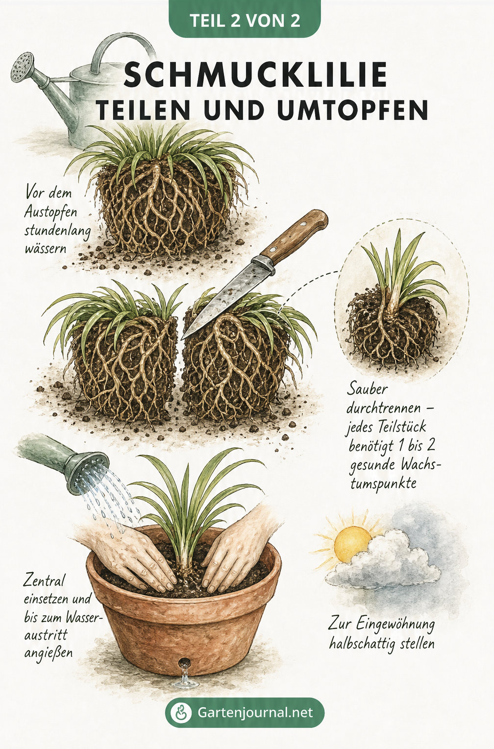 Illustration der drei Schritte zum Teilen und Umtopfen einer Schmucklilie: Wässern, Wurzelballen durchtrennen und neu einpflanzen.