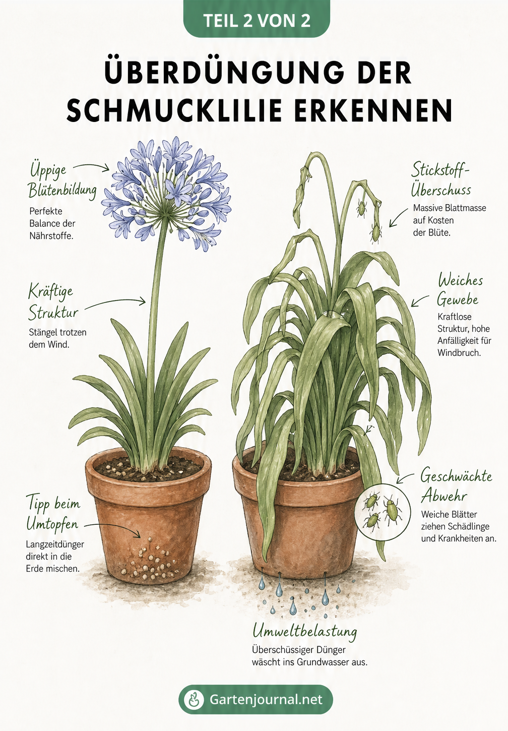 Vergleich zweier Schmucklilien: links optimal versorgt mit Blüten, rechts überdüngt mit vielen weichen Blättern und ohne Blüten.