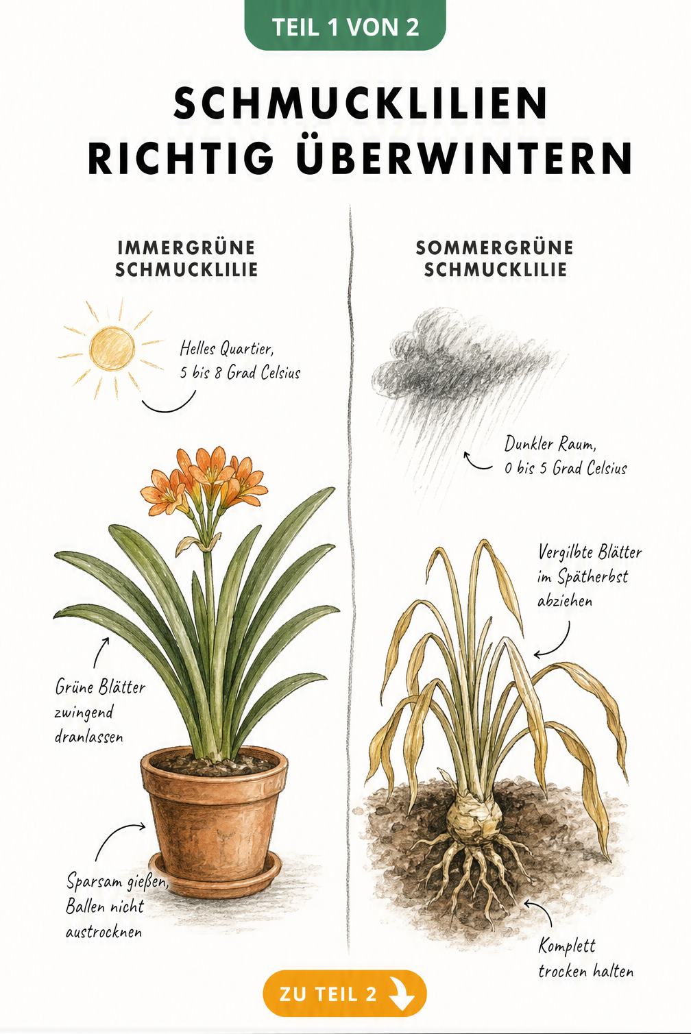 Illustration einer immergrünen und einer sommergrünen Schmucklilie im Vergleich zur Überwinterung