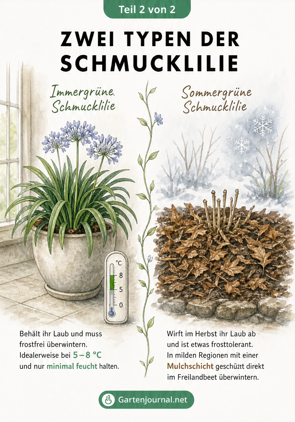 Illustration der immergrünen und sommergrünen Schmucklilie im Vergleich zur Überwinterung.