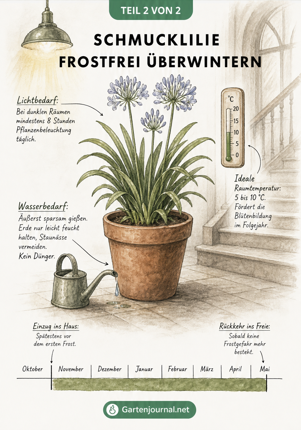 Illustration einer Schmucklilie im Winterquartier mit Pflegehinweisen zu Licht, Temperatur und Wasserbedarf