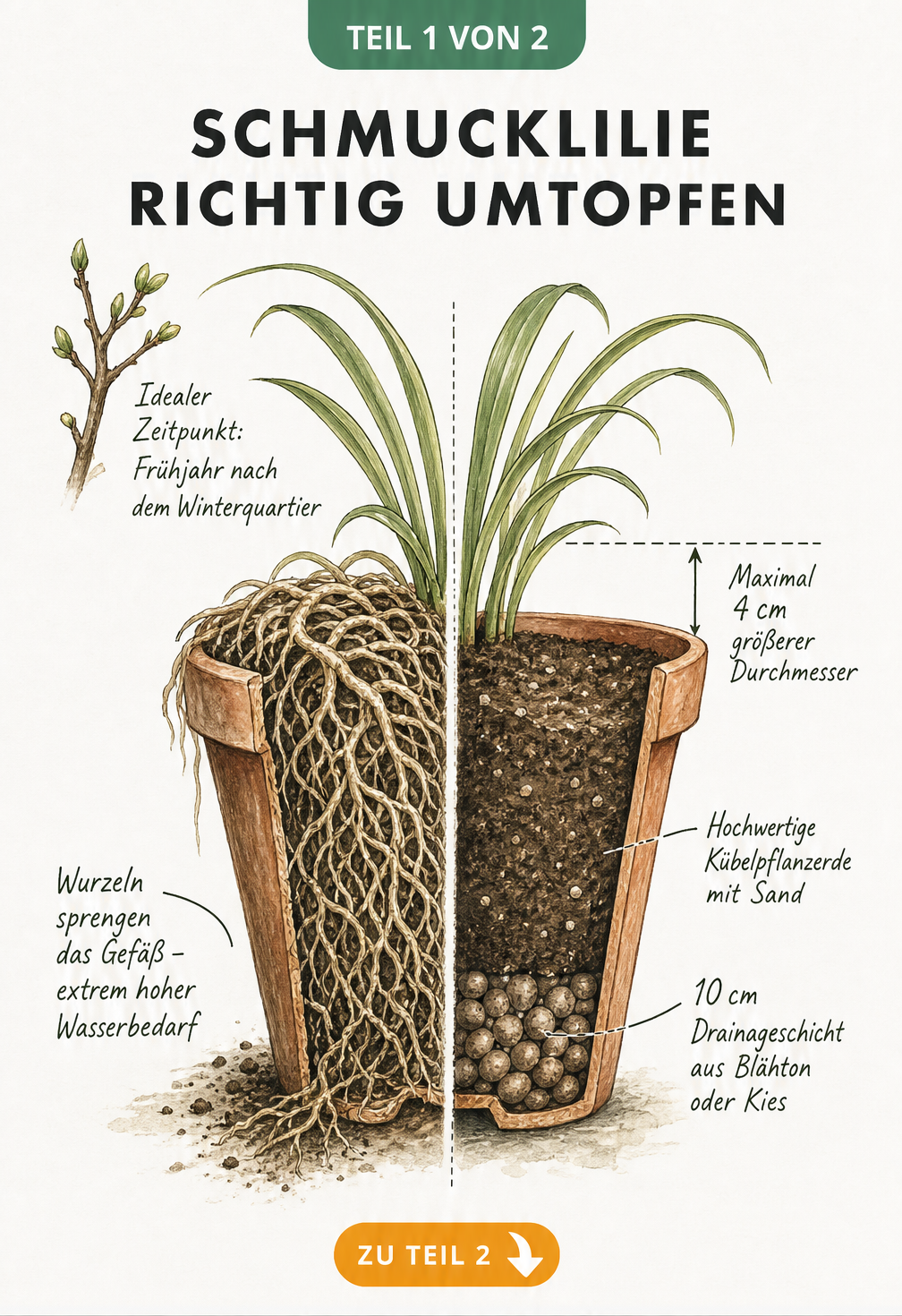Querschnitt eines Terrakotta-Topfes, der das Vorher und Nachher beim Umtopfen einer Schmucklilie zeigt, inklusive Wurzelballen und Drainageschicht.