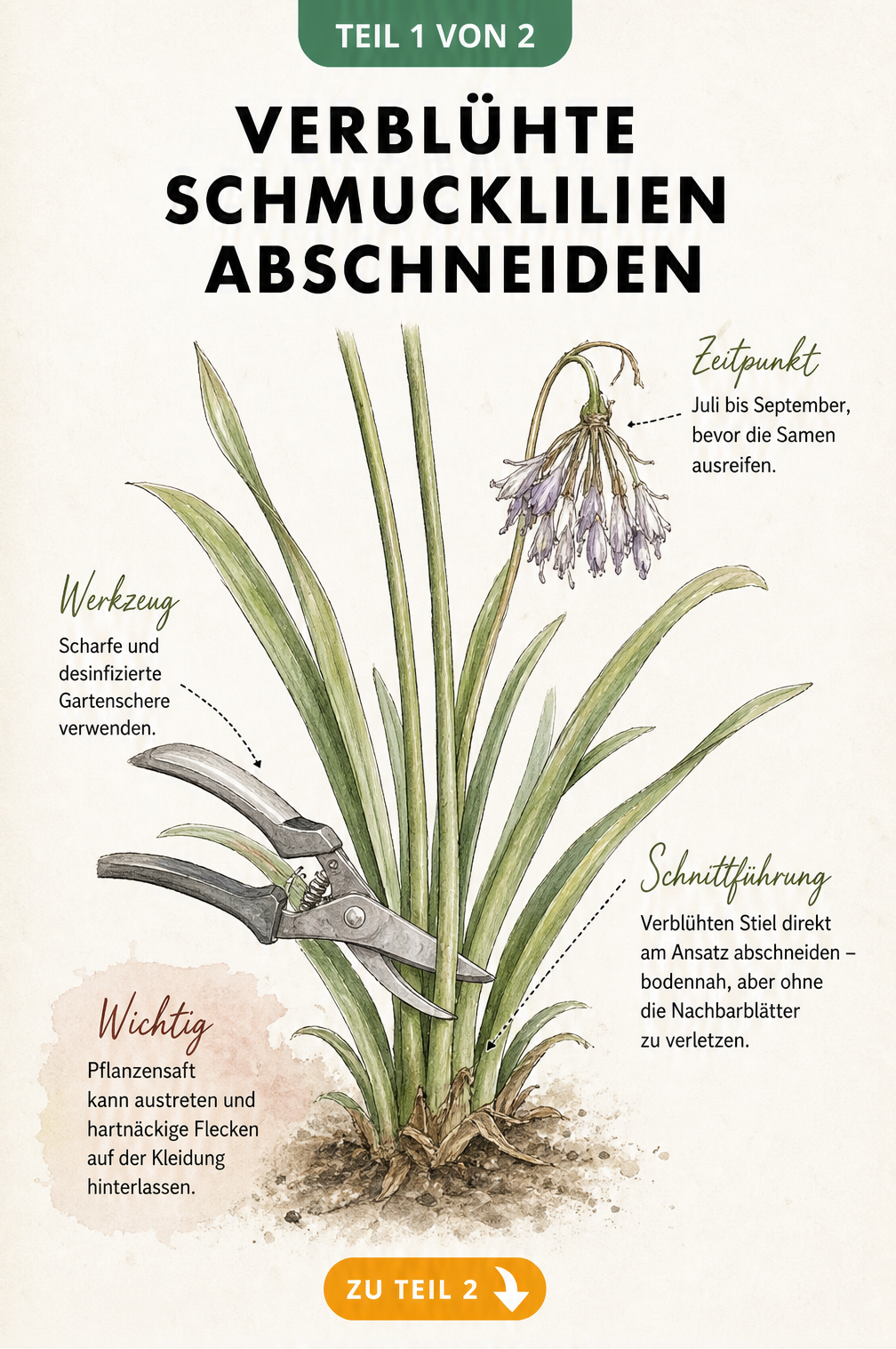 Botanische Illustration einer Schmucklilie, bei der eine Gartenschere den verblühten Blütenstiel bodennah abschneidet.