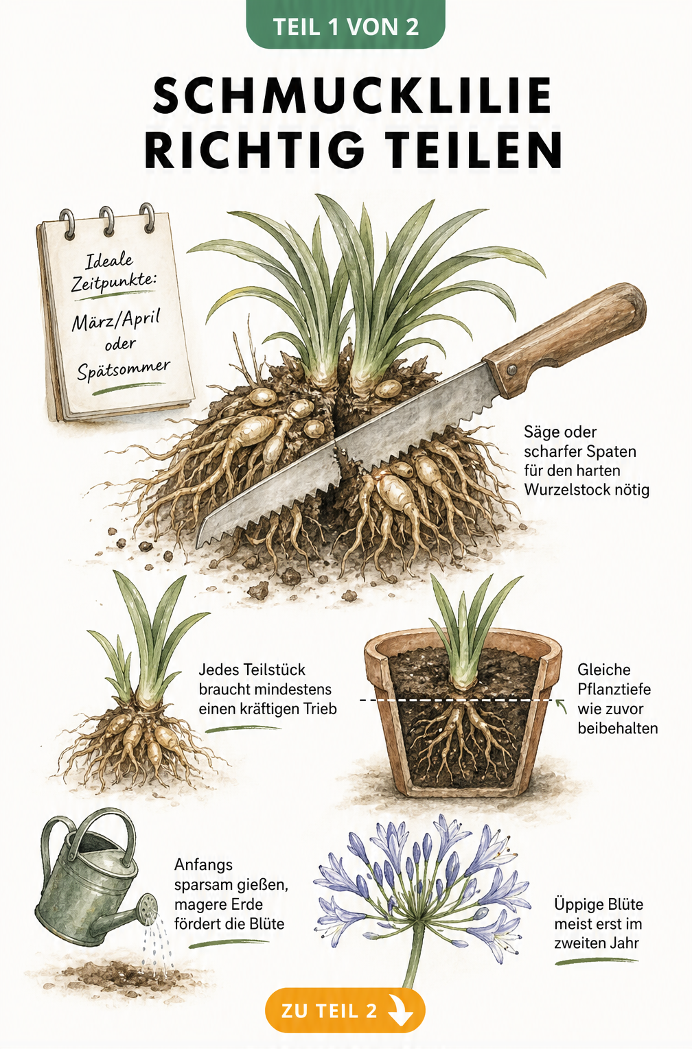 Botanische Illustration eines Wurzelballens der Schmucklilie, der mit einer Gartensäge geteilt wird, inklusive Hinweisen zu Pflanztiefe und Zeitpunkt.