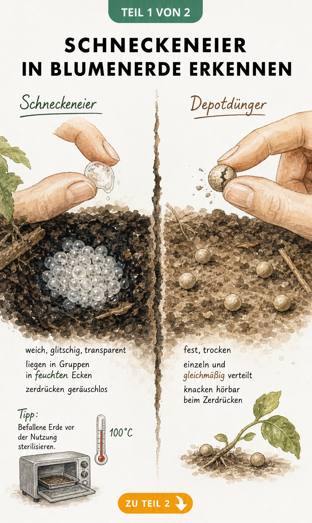 Gegenüberstellung von Schneckeneiern und Depotdünger in Blumenerde