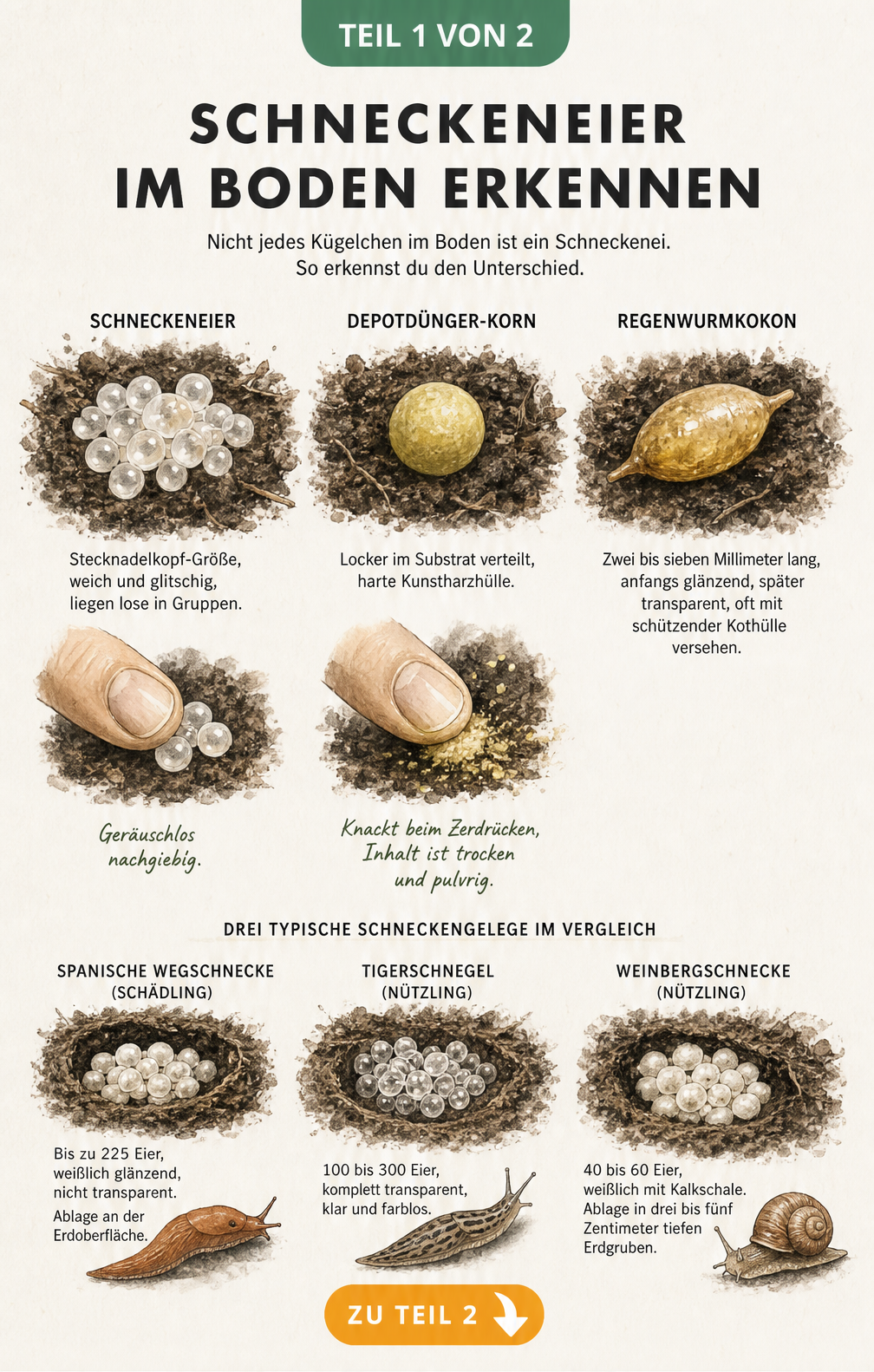 Vergleich von Schneckeneiern, Depotdünger und Regenwurmkokons im Boden