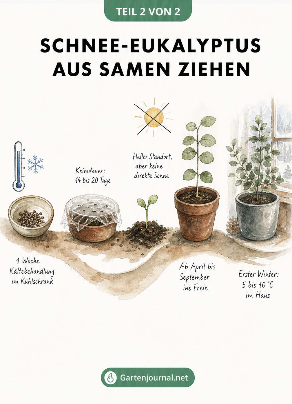 Zeitstrahl zur Anzucht von Schnee-Eukalyptus von der Kältebehandlung der Samen über die Keimung bis zur Überwinterung der Jungpflanze