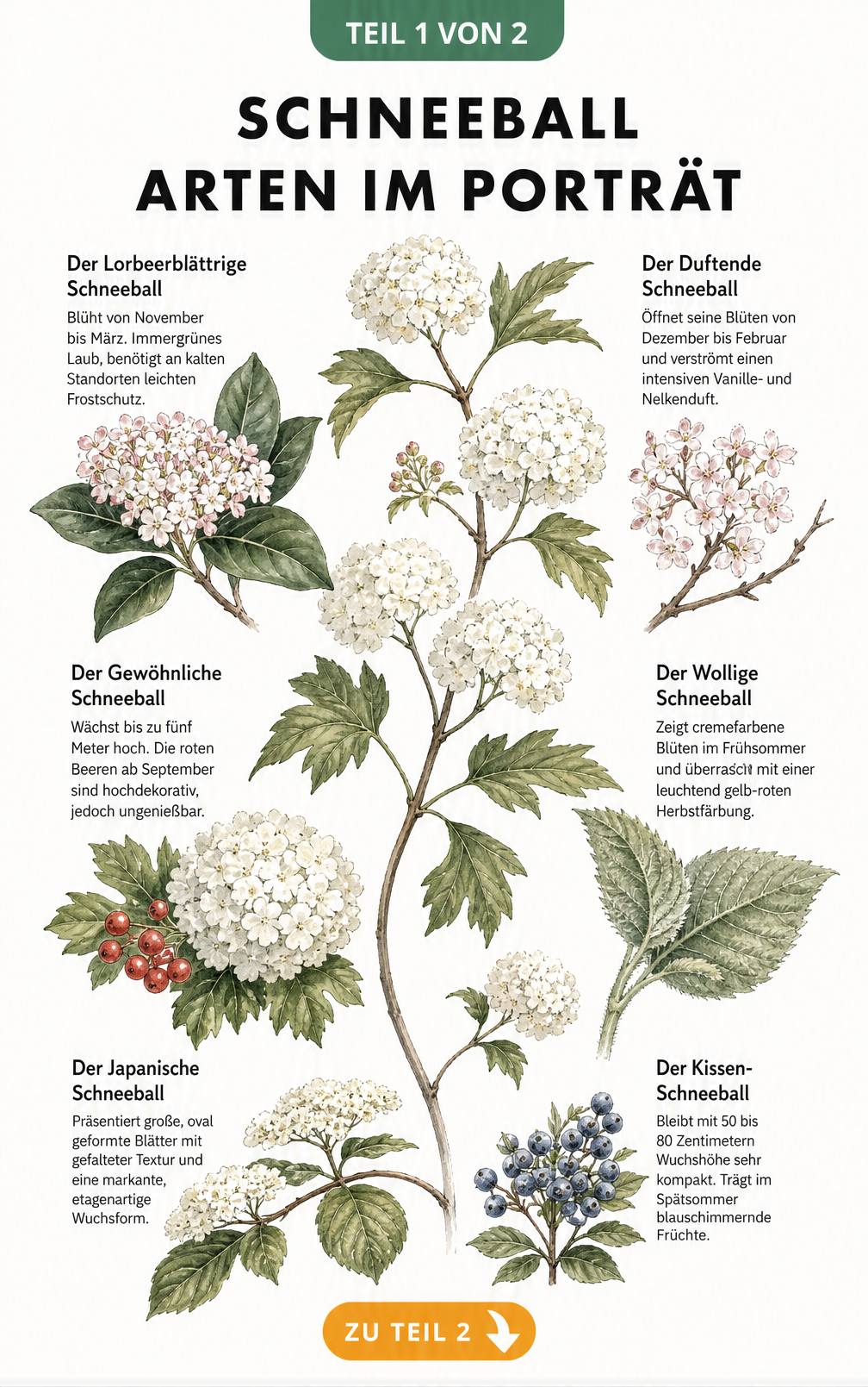 Botanische Illustration von sechs verschiedenen Schneeball-Arten mit Fokus auf Blüten, Blätter und Beeren