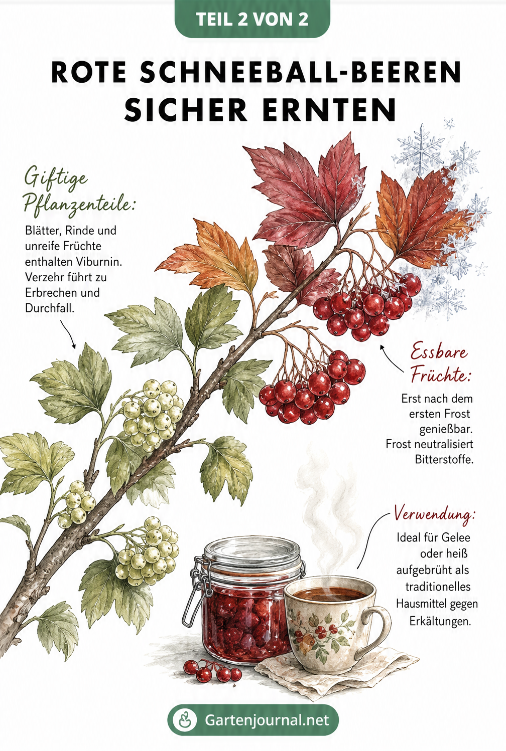 Botanische Illustration eines Schneeball-Zweiges mit unreifen grünen und reifen roten Beeren nach dem Frost