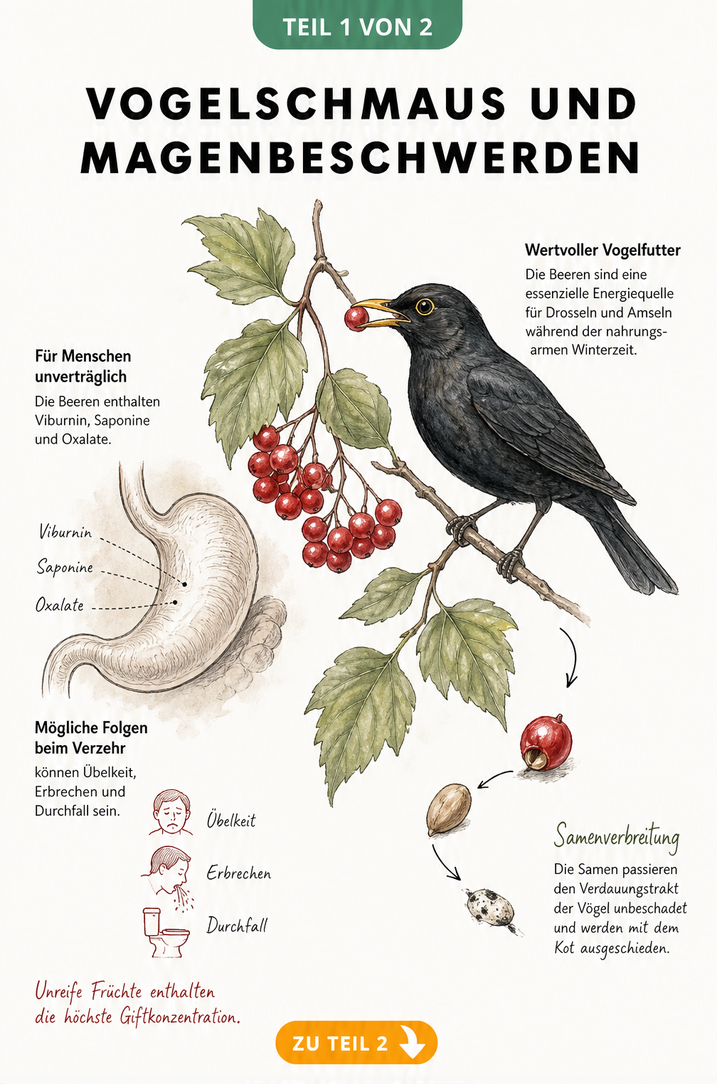Illustration eines Schneeball-Zweigs mit roten Beeren, die Giftigkeit für den Menschen und den Nutzen als Vogelnahrung zeigt