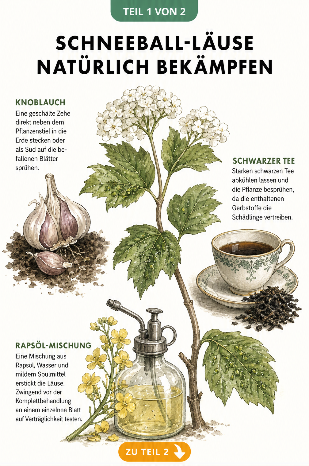 Illustration eines Schneeball-Zweigs mit Blattläusen und Hausmitteln wie Knoblauch, schwarzem Tee und Rapsöl