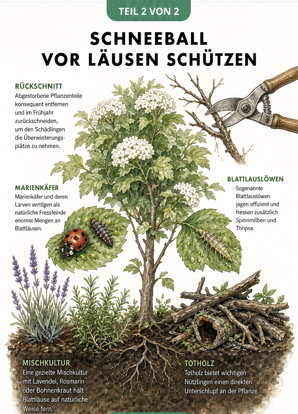 Querschnitt eines Gartenbeets mit Schneeball, Lavendel, Totholz und Nützlingen wie Marienkäfer und Florfliegenlarve
