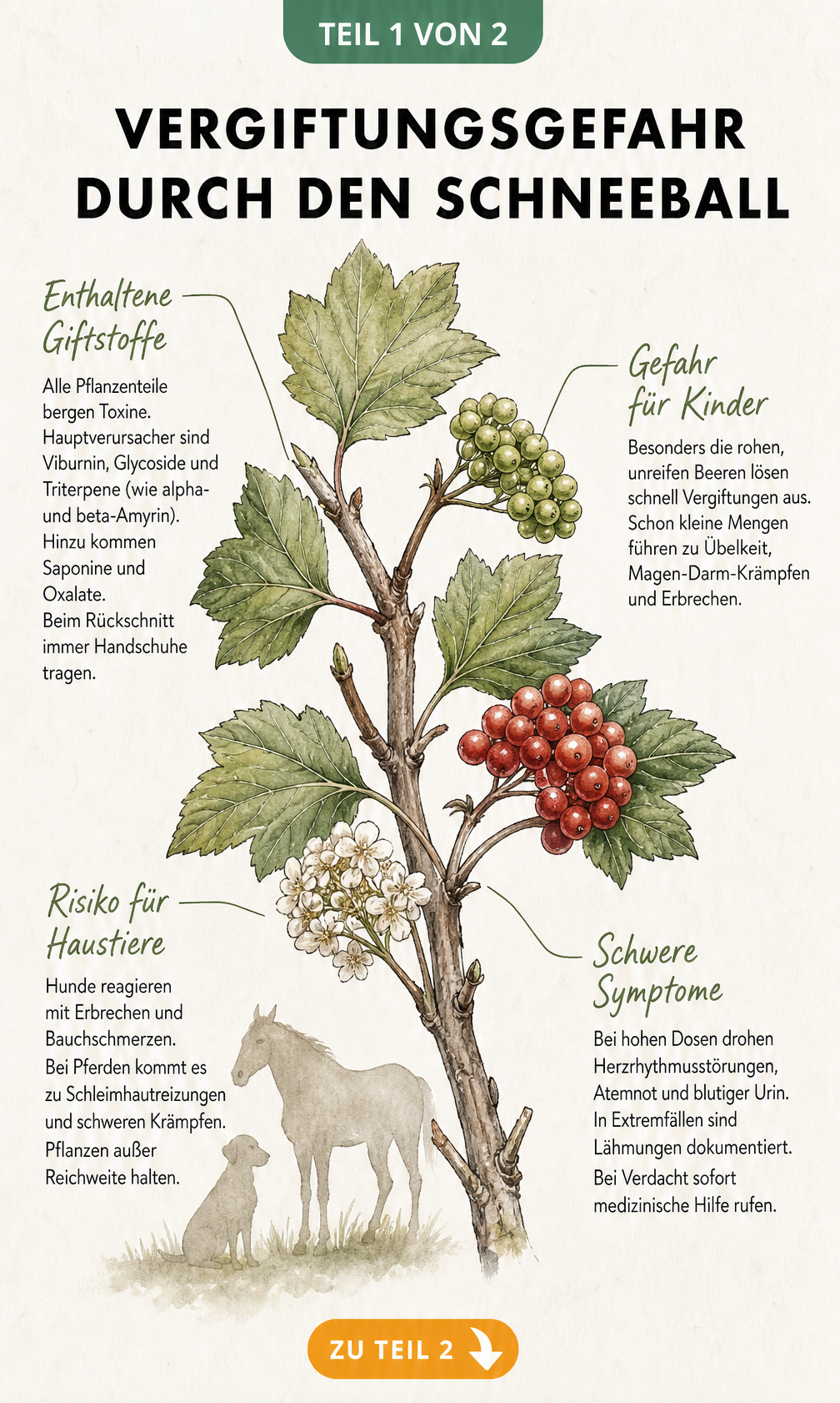 Botanische Illustration eines Schneeballzweigs mit unreifen und reifen Beeren sowie Hinweisen zu Giftstoffen und Vergiftungsgefahr für Kinder und Haustiere.
