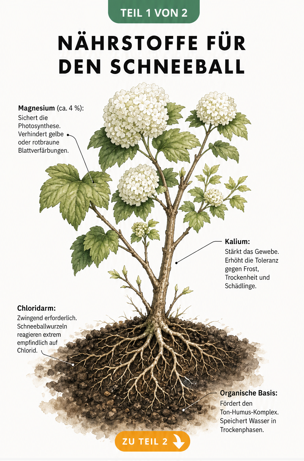 Botanische Illustration eines blühenden Schneeballzweigs mit Wurzeln und Nährstoffangaben zu Magnesium, Kalium und Chlorid