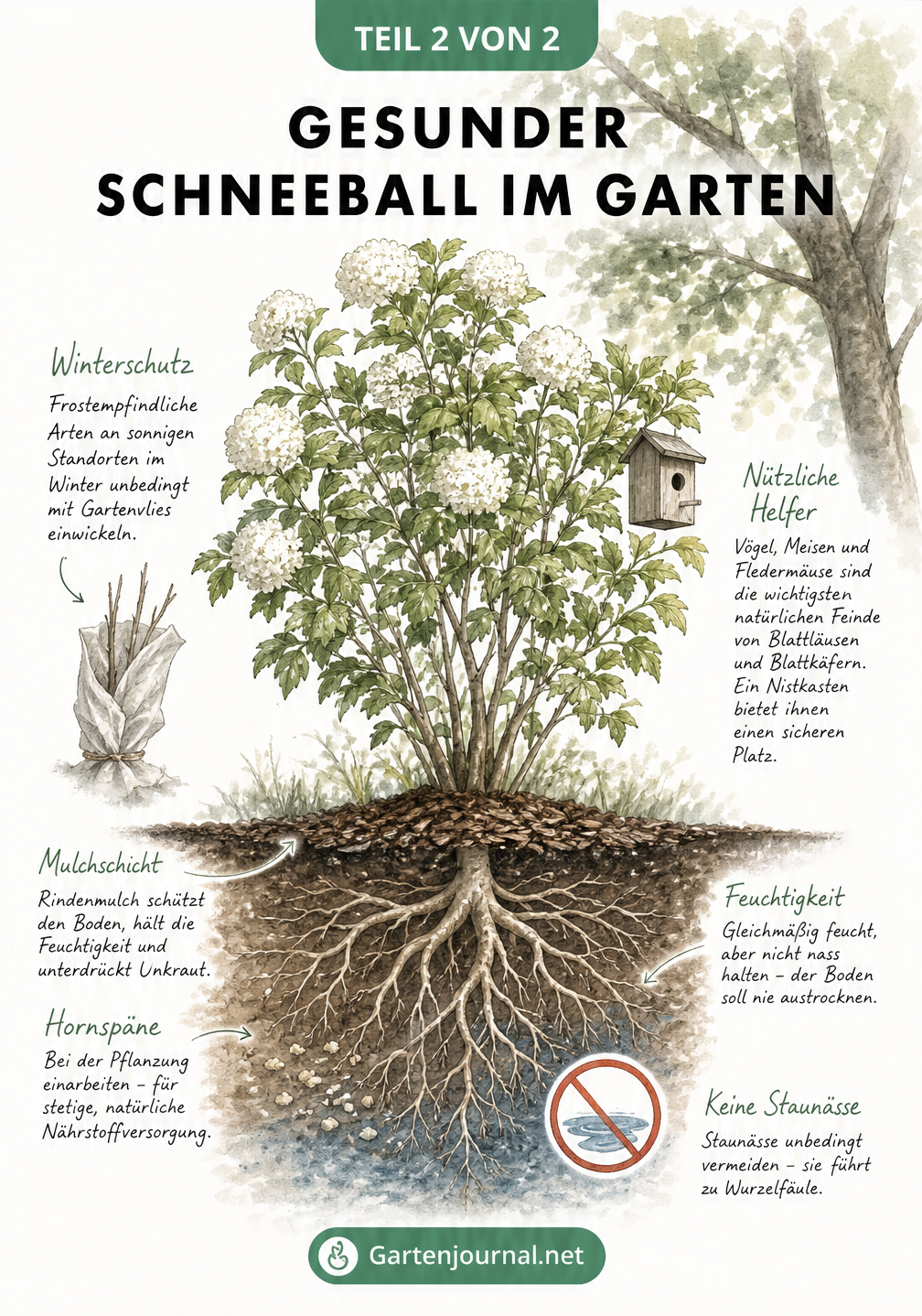 Schnittzeichnung eines gesunden Schneeballstrauchs mit Wurzelwerk, Mulchschicht, Nistkasten und Winterschutz
