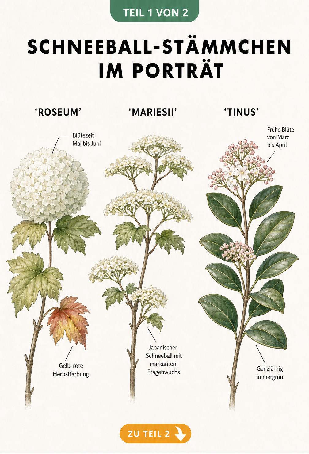 Illustration der Schneeball-Sorten Roseum, Mariesii und Tinus mit Blüten und Blättern