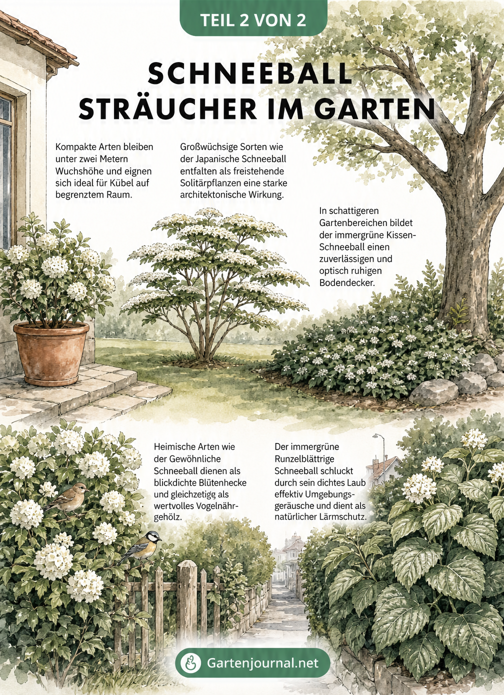 Gartenquerschnitt mit verschiedenen Schneeball-Sträuchern in unterschiedlichen Pflanzsituationen