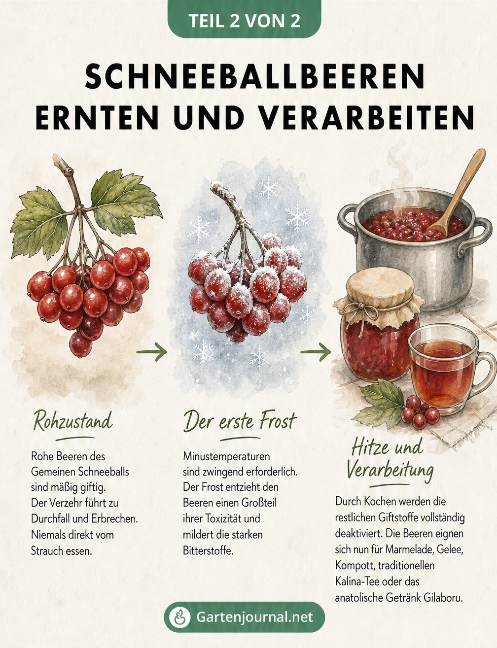 Zeitstrahl-Illustration zur Verarbeitung von Schneeballbeeren: vom giftigen Rohzustand über den ersten Frost bis zur genießbaren Marmelade durch Hitze.
