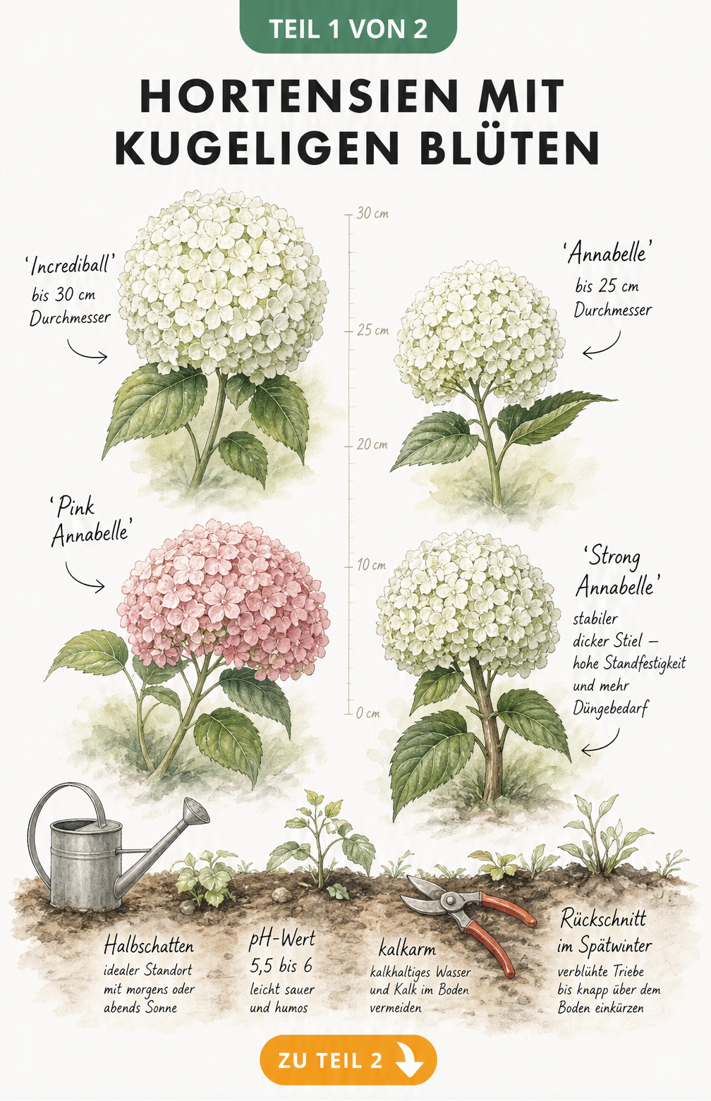 Botanische Illustration von vier Schneeballhortensien-Blütenbällen mit Größenangaben und Pflegehinweisen