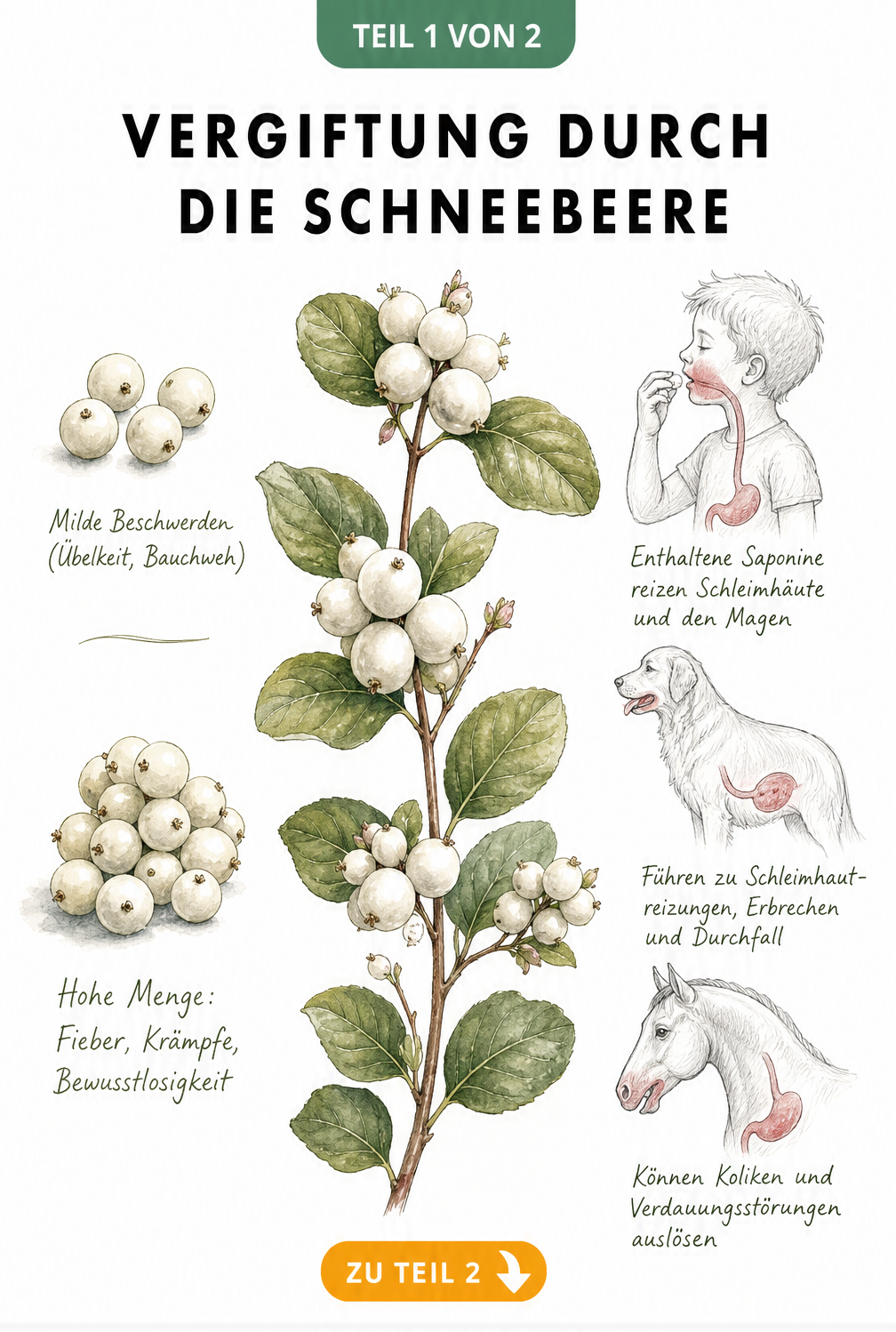Botanische Zeichnung eines Schneebeeren-Zweigs mit Skala zu Vergiftungssymptomen bei Mensch und Tier