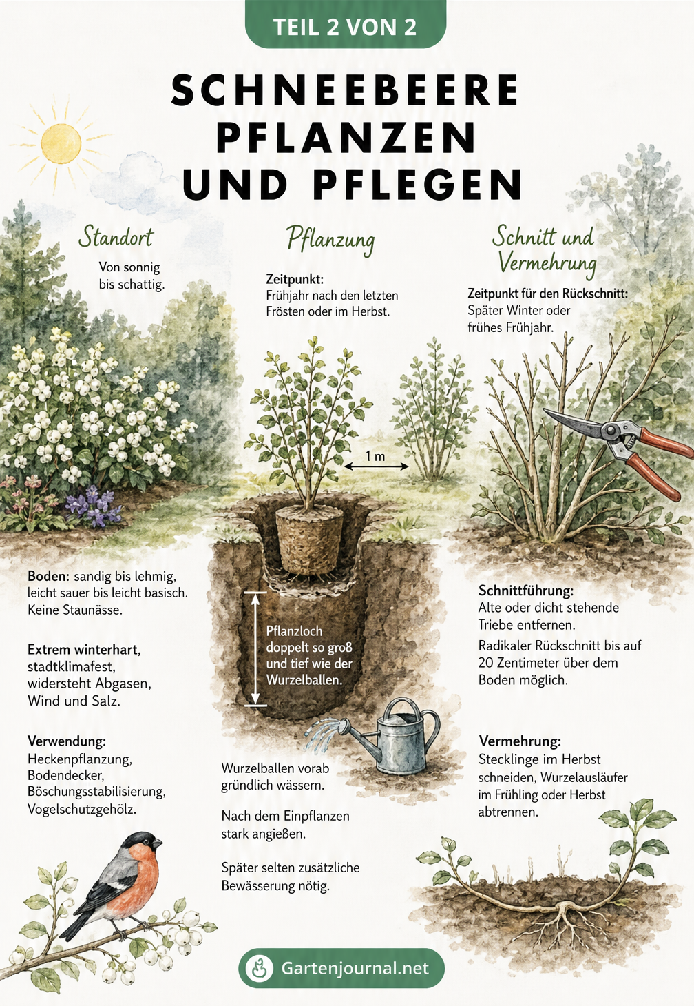 Illustration zur Pflanzung, Pflege und zum Schnitt der Schneebeere im Garten