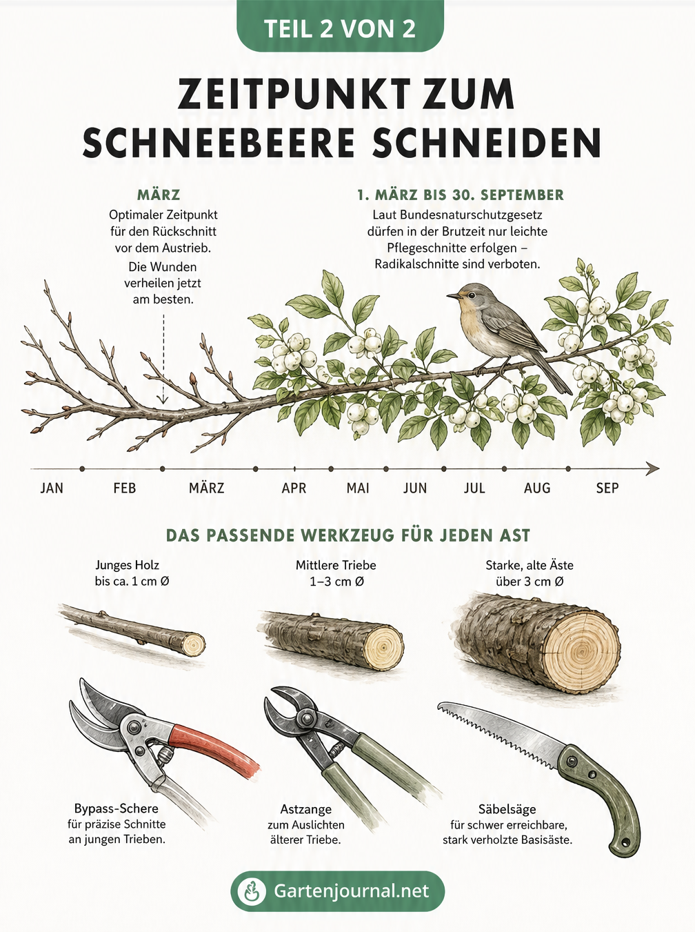 Zeitstrahl und Werkzeugübersicht für den Schnitt der Schneebeere, mit Fokus auf den optimalen Zeitpunkt im März und das passende Werkzeug je nach Astdicke.