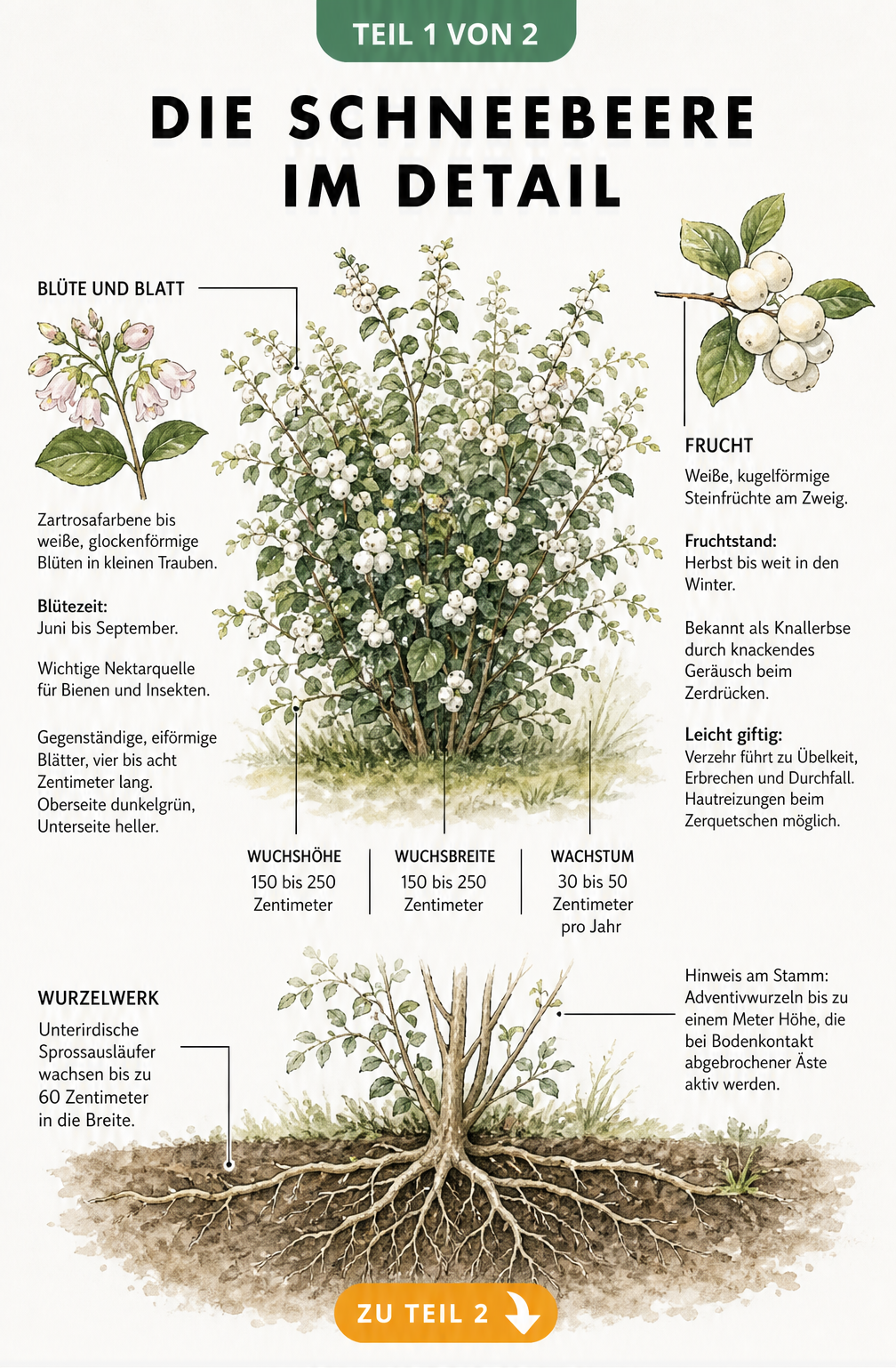 Botanische Illustration der Schneebeere mit Details zu Wuchs, Wurzelwerk, Blüten, Blättern und Früchten