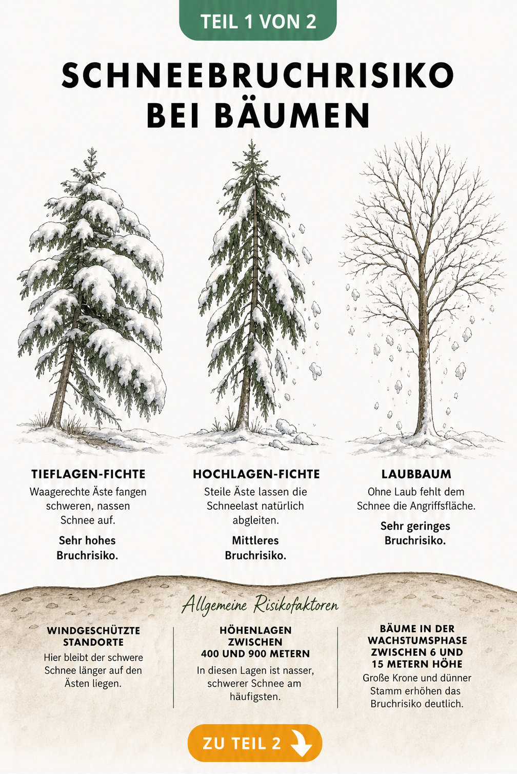 Illustration von drei Baumtypen im Winter: Tieflagen-Fichte, Hochlagen-Fichte und Laubbaum mit unterschiedlichem Schneebruchrisiko